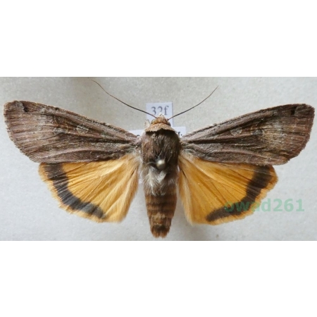 Noctua pronuba (Linnaeus, 1758) Rolnica tasiemka Czech32f